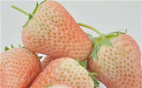 小白草莓采摘