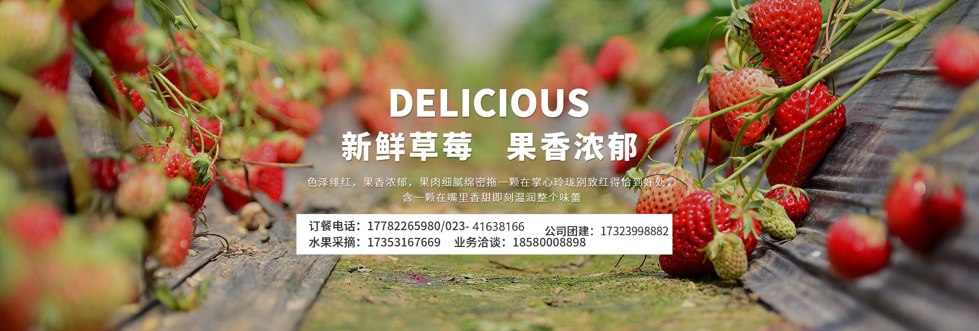 重庆草莓采摘园