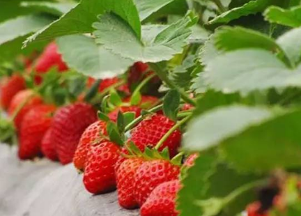 重庆九龙坡区摘草莓