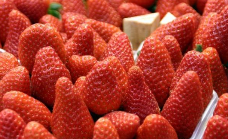 重庆草莓采摘